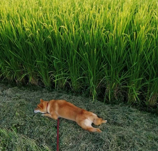 犬にお米を食べさせても大丈夫 与える際の注意点について トイプードルにおすすめのドッグフードランキング